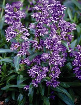 Penstemon virgatus 'Blue Buckle'