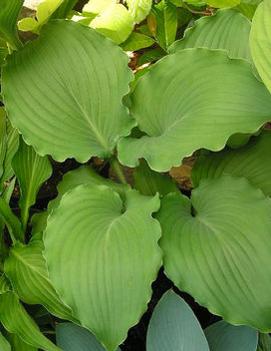 Hosta 'Marilyn Monroe'