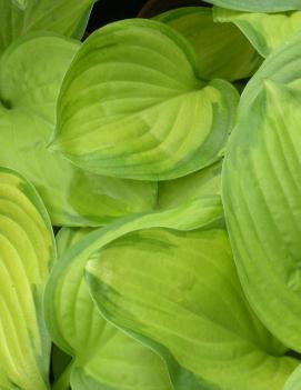 Hosta 'Stained Glass'