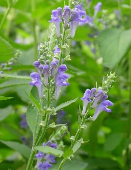 Scutellaria incana