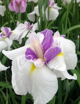 Iris ensata 'Queen's Tiara'