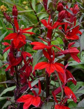 Lobelia speciosa 'Vulcan Red'