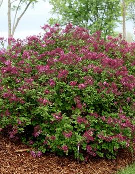 Syringa x Bloomerang® Dark Purple ('SMSJBP7') (PP26549, CPBR5076)