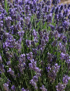 Lavandula angustifolia 'SuperBlue' (PP24929)