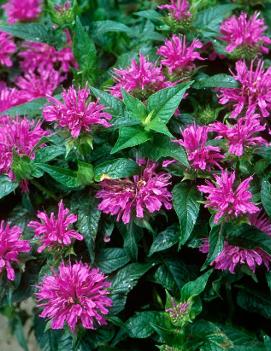 Monarda didyma Grand Parade™ ('ACrade') (PP19580, COPF)