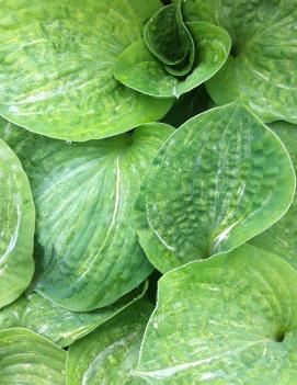 Hosta 'Spilt Milk'