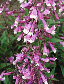 Penstemon x 'Prairie Twilight' (PP19893, COPF)