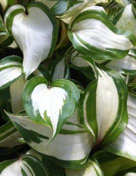 Hosta 'Raspberry Sundae' (PP22685, COPF)