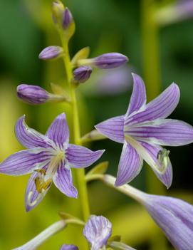 Hosta 'Munchkin Fire'