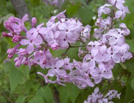 Syringa x hyacinthiflora 'Excel'