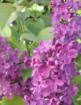 Syringa x vulgaris 'Ludwig Spaeth'