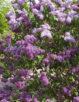 Syringa x vulgaris 'Albert F. Holden'