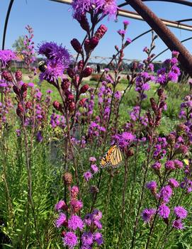 Liatris ligulistylis