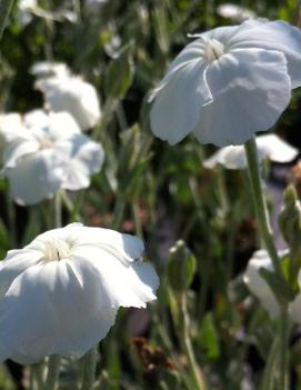 Lychnis coronaria 'Alba'