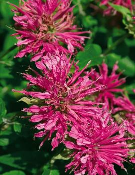 Monarda didyma Grand Marshall™ ('AChall') (PP19582, COPF)