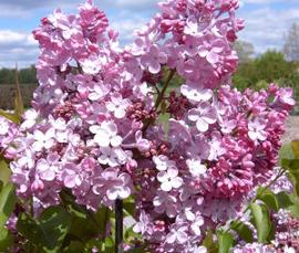 Syringa x hyacinthiflora 'Maiden's Blush'