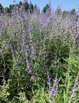 Perovskia atriplicifolia Lacey Blue ('Lisslitt') (PP20845, COPF)