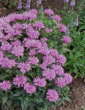 Monarda x 'Petite Delight' (PP10784, COPF)