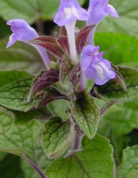 Scutellaria ovata