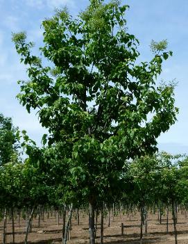 Syringa reticulata 'Golden Eclipse' (PP15990, CPBR1505)