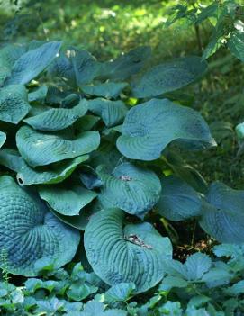 Hosta sieboldiana 'Elegans'