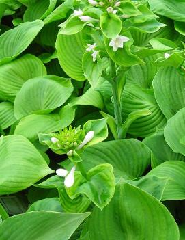 Hosta 'Mississippi Delta'