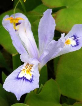 Iris cristata 'Powder Blue Giant'