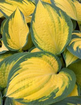 Hosta 'Orange Marmalade' (PP16742)