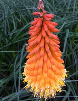 Kniphofia uvaria 'Alcazar'