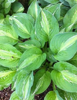 Hosta 'Striptease'