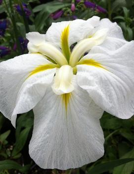 Iris ensata 'Gold Bound'