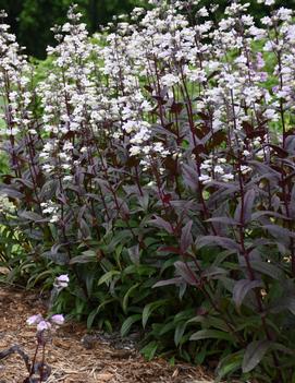 Penstemon digitalis 'Onyx and Pearl' (PP32613)