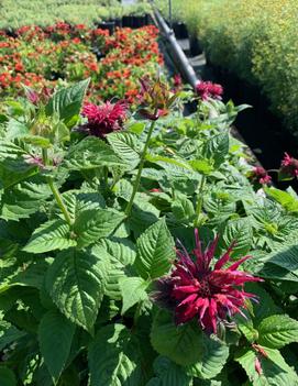 Monarda didyma 'Fireball' (PP14235, CPBR2401)