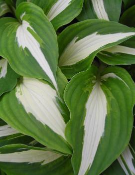 Hosta 'Night Before Christmas'