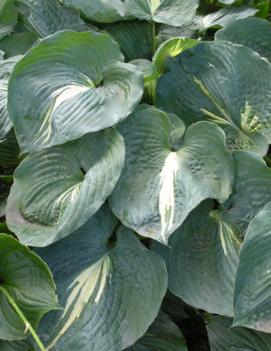 Hosta 'Thunderbolt' (PP14232)