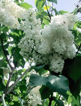 Syringa x vulgaris 'Miss Ellen Willmott'