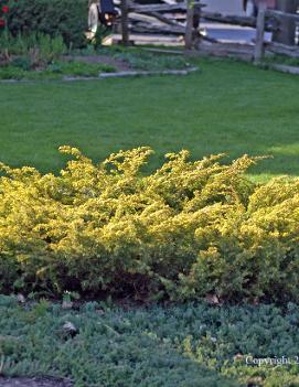 Juniperus communis var. depressa 'Aurea'