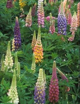 Lupinus polyphyllus 'Russell Mix'