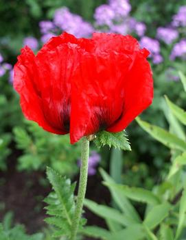 Papaver orientale 'Beauty of Livermere'