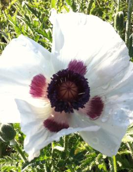 Papaver orientale 'Royal Wedding'