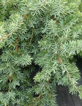 Juniperus conferta 'Blue Pacific'