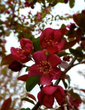 Malus 'Robinson'