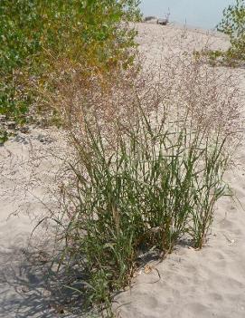 Panicum virgatum