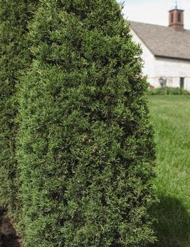 Juniperus virginiana 'Taylor'