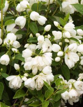 Philadelphus x 'Snowbelle' (COPF)