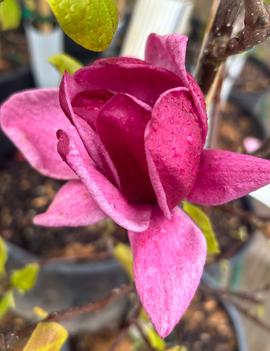 Magnolia x 'Genie'