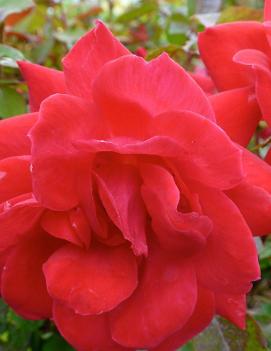 Rosa Knock Out® Double Red ('RADtko') (PP16202, CPBR3104)