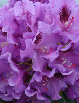 Rhododendron 'Tapestry'