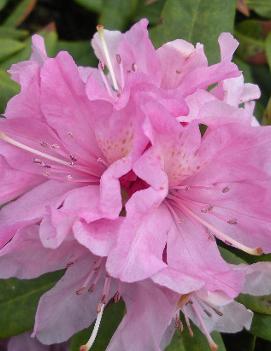 Rhododendron 'Vernus'