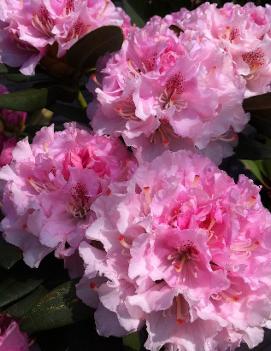Rhododendron 'Ingrid Mehliquist'